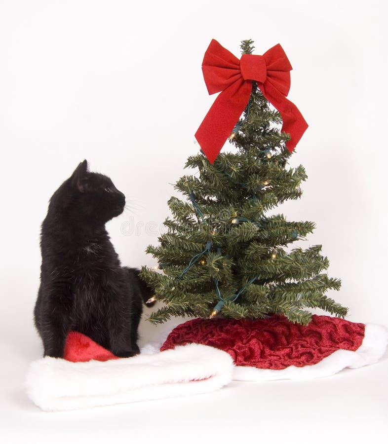 Black cat looks at Christmas tree