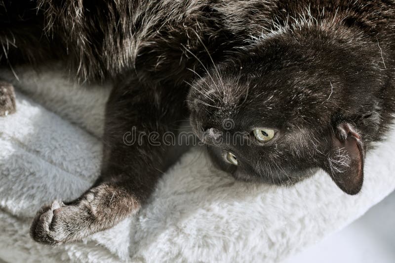 Black cat lying on its back and resting on pillow in sunlight. Adult cross-breed Turkish angora cat, close-up. Black cat lying on its back and resting on pillow in sunlight. Adult cross-breed Turkish angora cat, close-up.