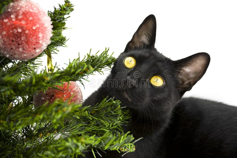 Black cat lying under Christmas Tree