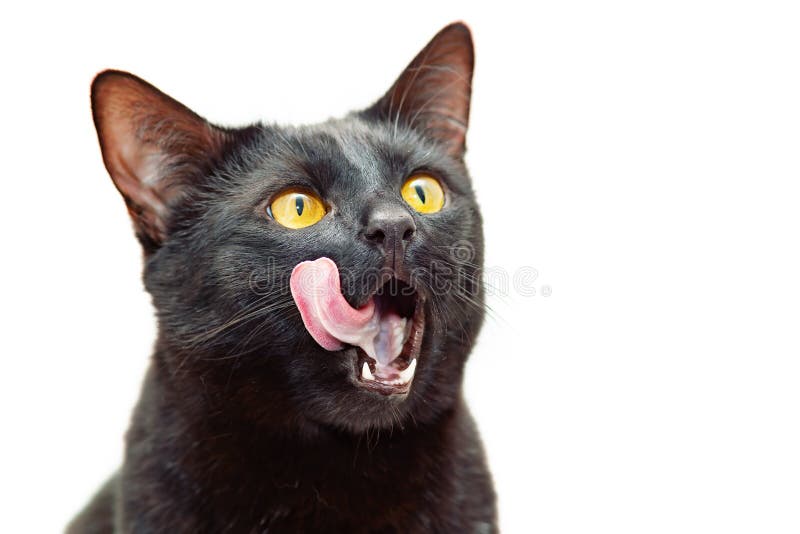 Černý kočka otevřené jeho ústa široký a jeho jazyk.