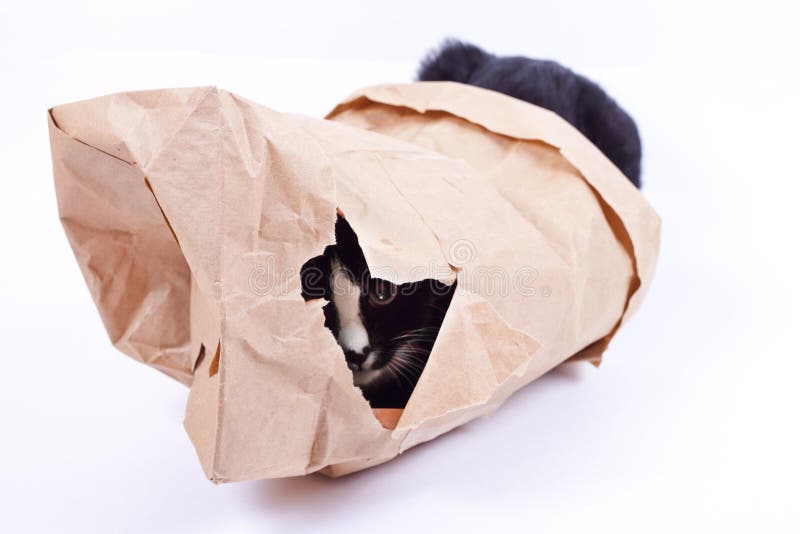 Black cat in a paper bag stock photo. Image of isolated 37053982