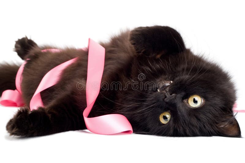 Black cat playing with pink ribbon
