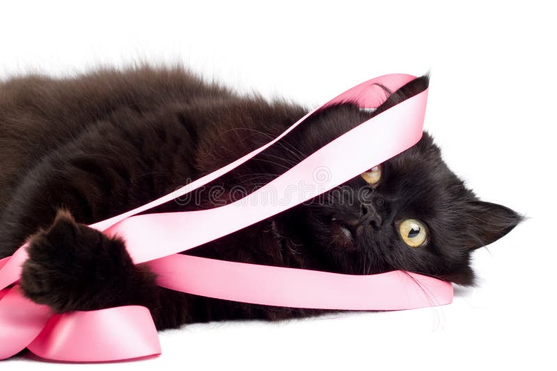 Black cat playing with pink ribbon