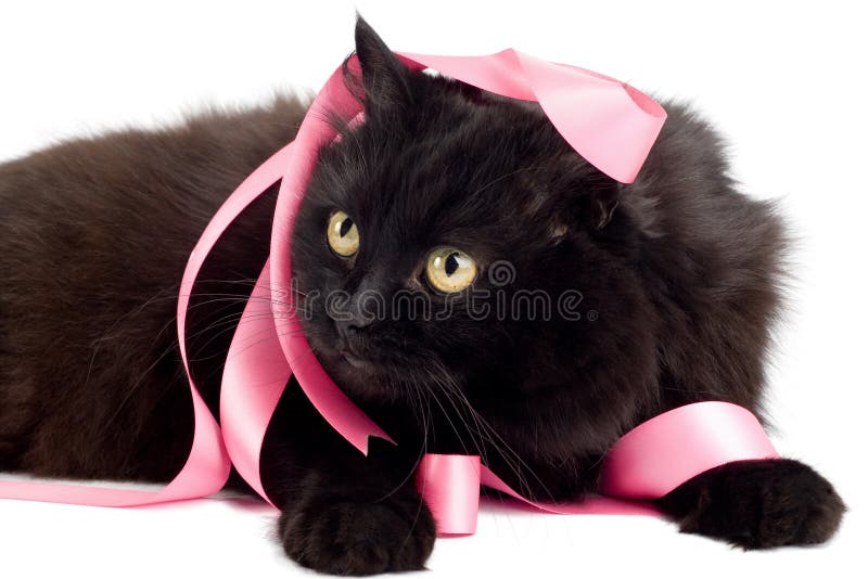 Black cat playing with pink ribbon