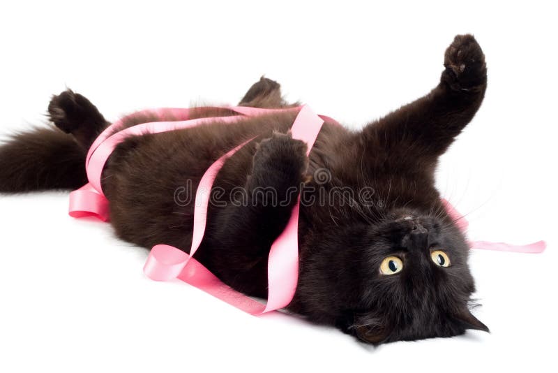 Black cat playing with pink ribbon isolated