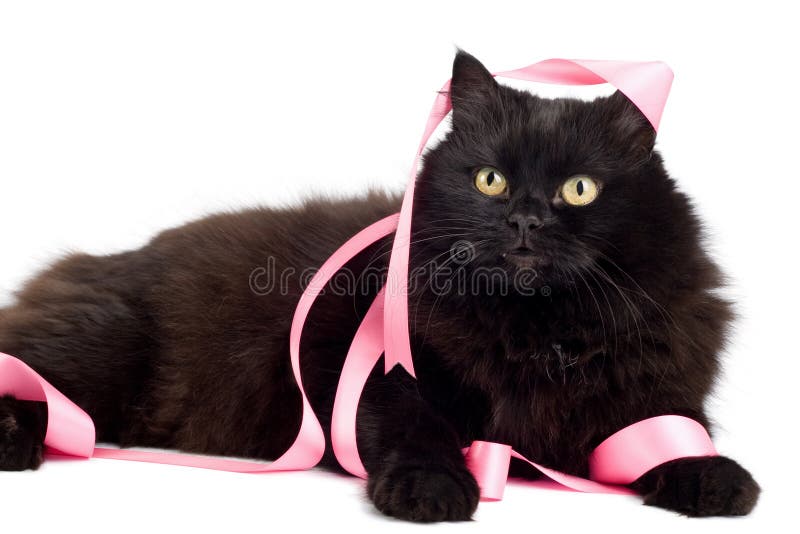 Black cat playing with pink ribbon isolated