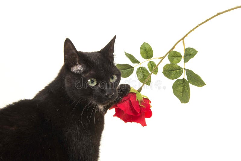 Black And White Cat With Red Rose Stock Photo Image of black, white