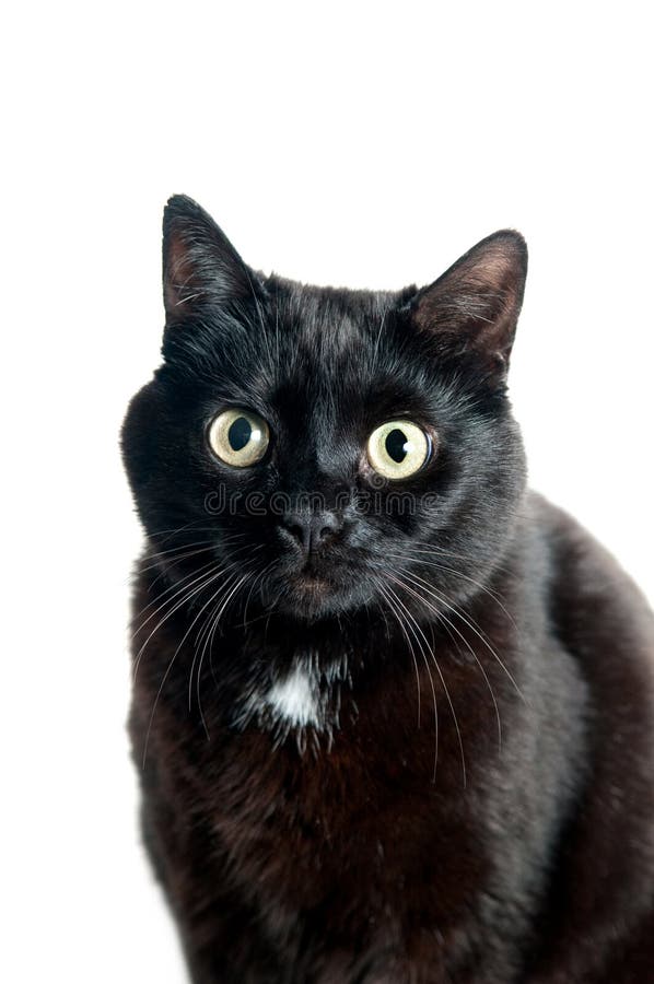 Black cat stock image. Image of closeup, feline, look 31281645