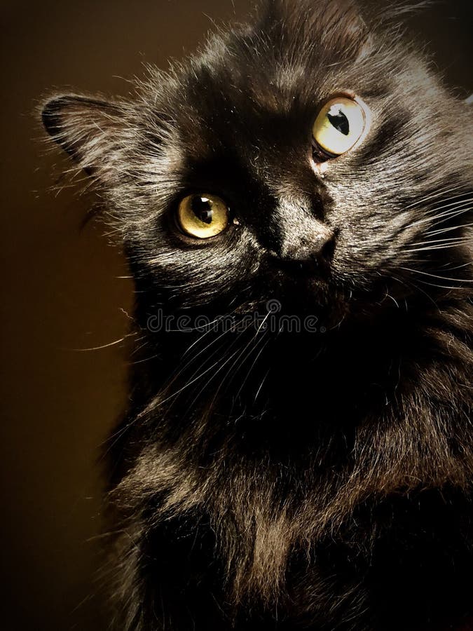 2,020 Long Haired Black Cat Photos Free & RoyaltyFree Stock Photos
