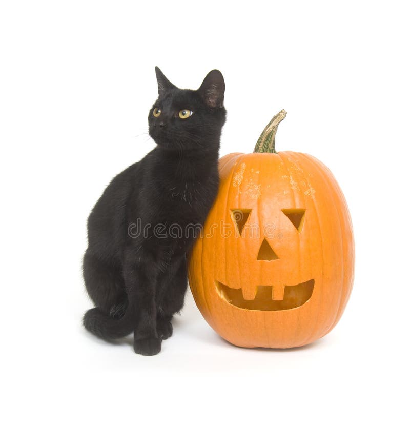 Negro gato se sienta próximo sobre el calabaza tallado.