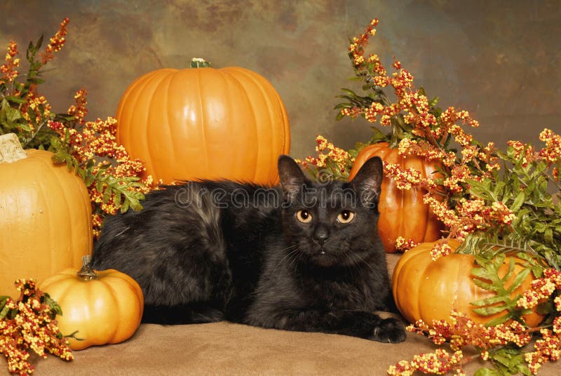 Black cat and Pumpkins stock image. Image of indoor, black 23548469