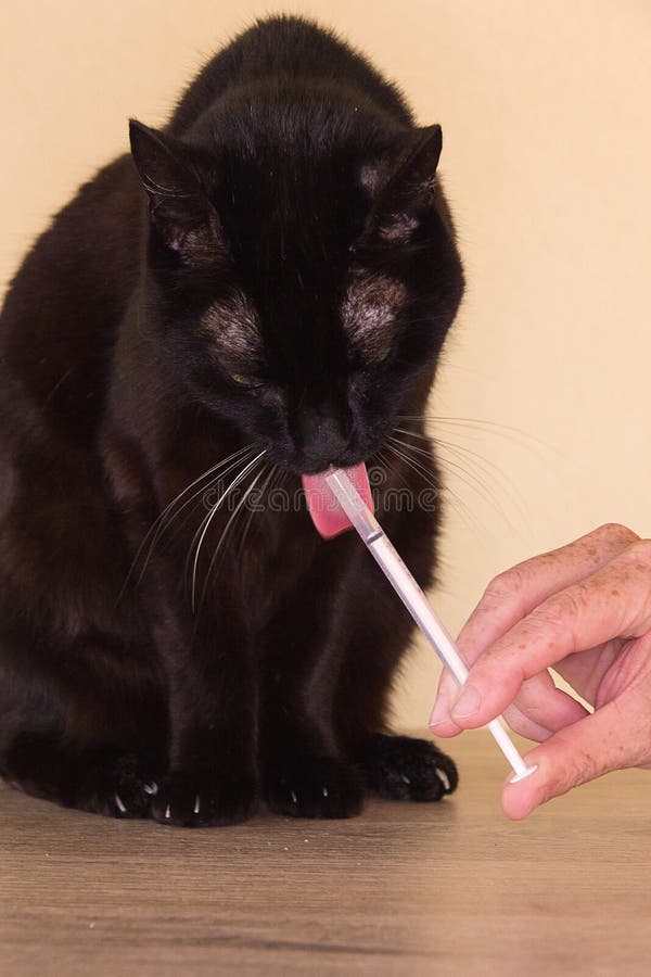Black Cat Receiving Medication Stock Photo Image of care 