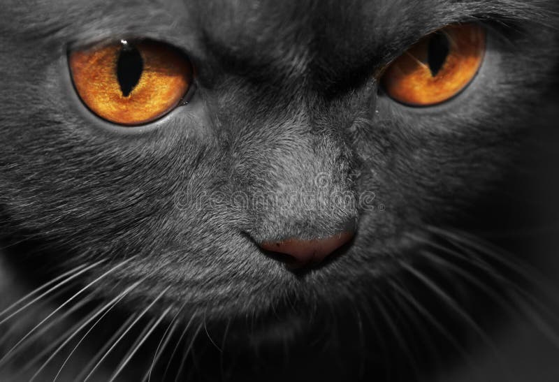 Black Cat Stock Photography - Image: 32666062