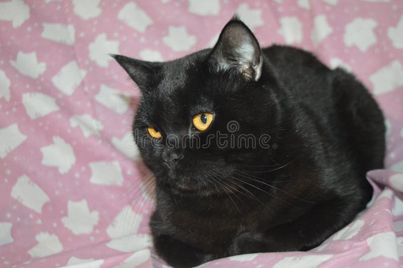 Black Cat. Scottish Cat. a Beautiful Cat. Stock Photo Image of cute