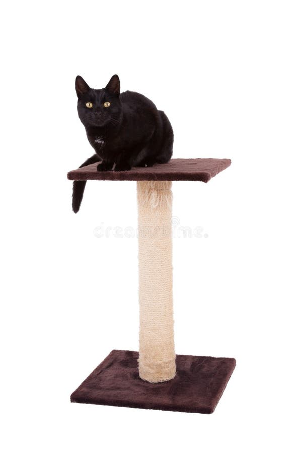 black cat scratch post