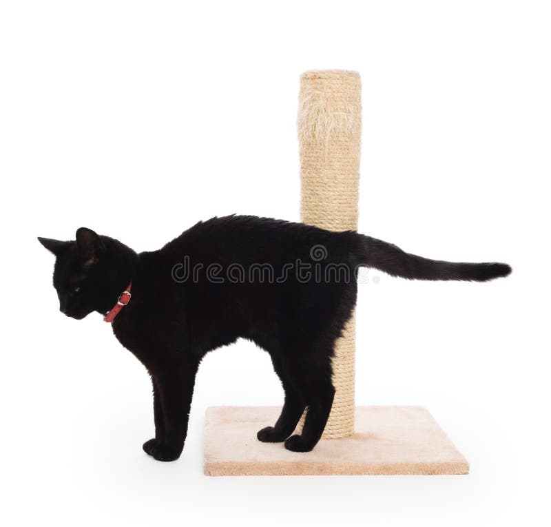 Black Cat with a Scratching Post Stock Photo Image of household