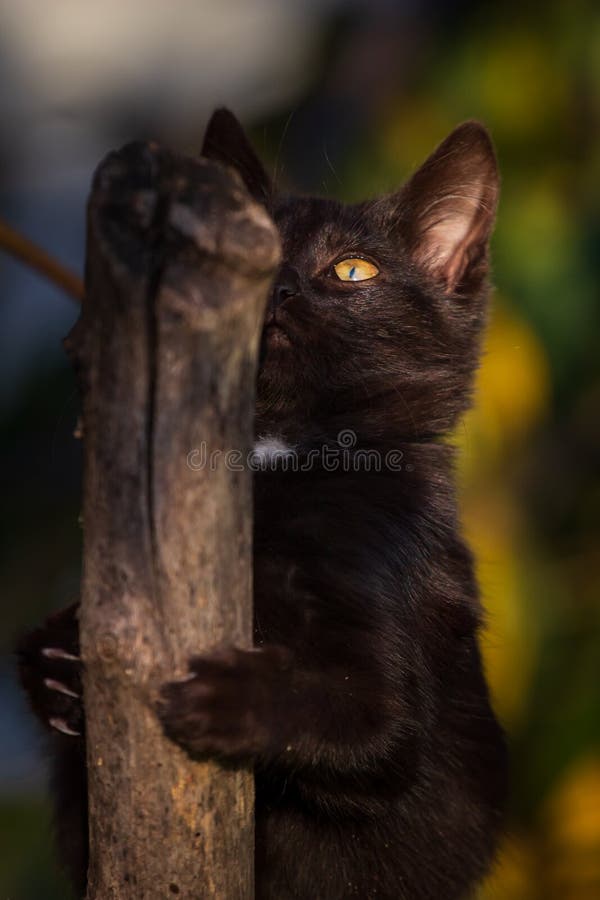 Black Cat Scratching Tree with Sharp Claws Stock Image Image of