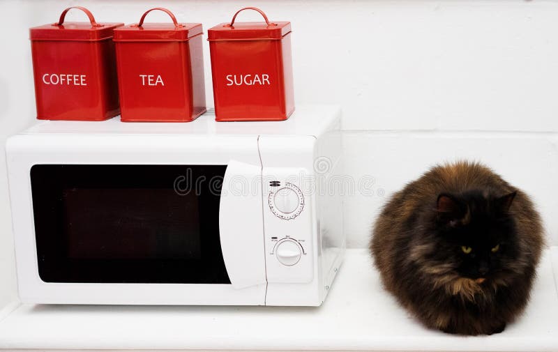 Black cat sitting on a kitchen counter