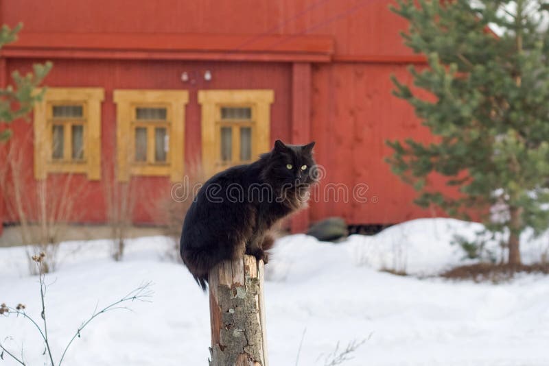 Black cat sitting on post