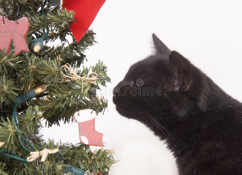 Black cat sniffing a Christmas tree