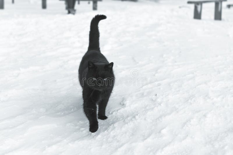 Black Cat on Snow. Cat Walking on Snow Stock Image Image of white