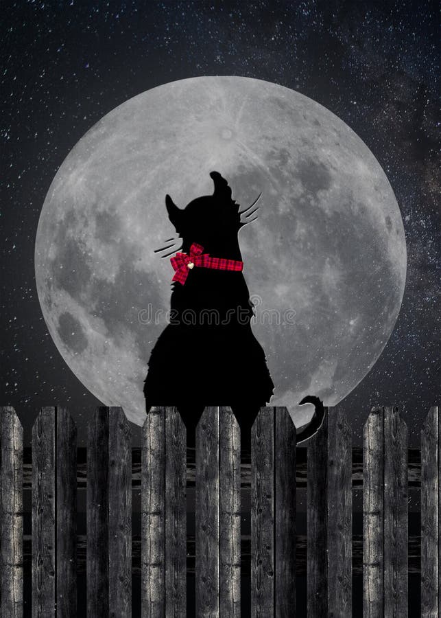 cat silhouette on fence with full moon