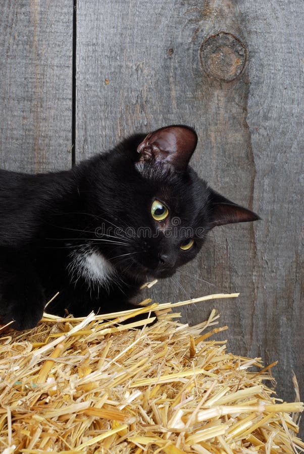 Black cat on straw stock image. Image of gazing, looking 21395513