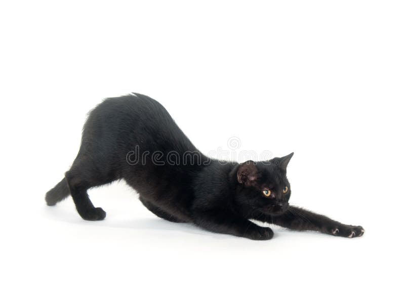 Black cat stretching on white