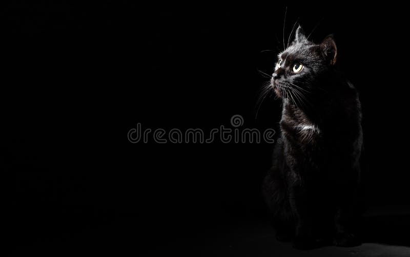 Black Cat in Studio on Black Wall Background with Copy Space Stock Image -  Image of background, hunting: 147234343