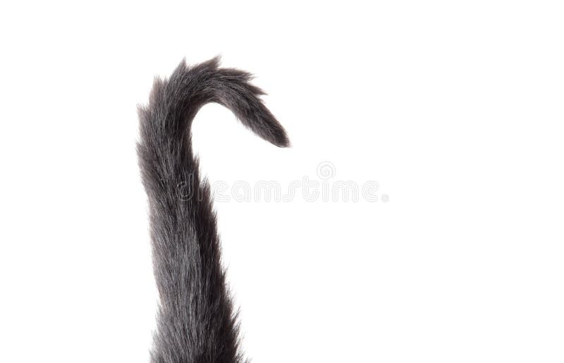Black Cat Tail Isolated on White Stock Image Image of domestic, shot