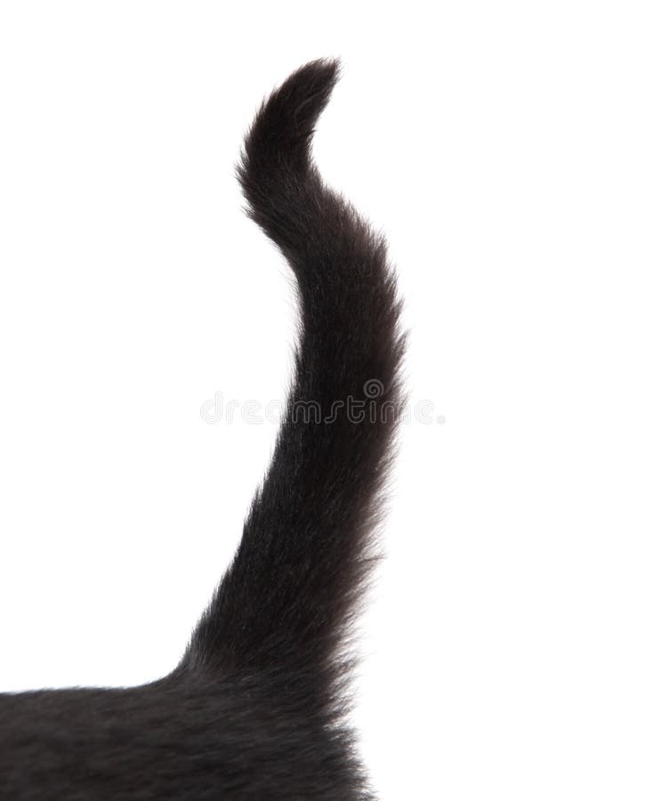 Black Cat Tail Isolated on White Stock Image Image of closeup, white