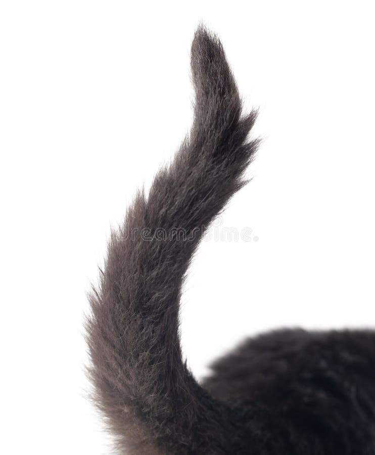 86,432 Cat Tail Stock Photos Free & RoyaltyFree Stock Photos from
