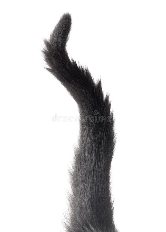 Black Cat Tail Isolated on White Stock Image Image of closeup, white