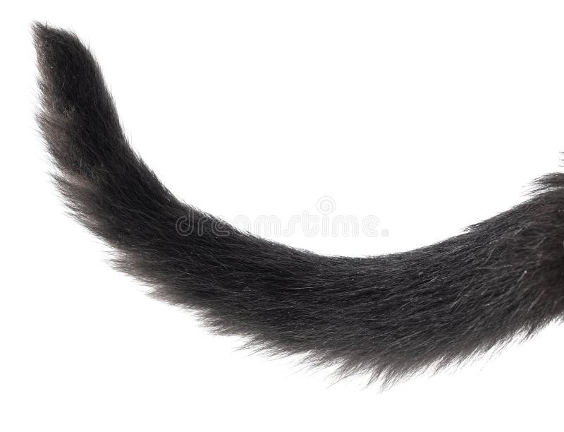 Black Cat Tail Isolated on White Stock Photo Image of female