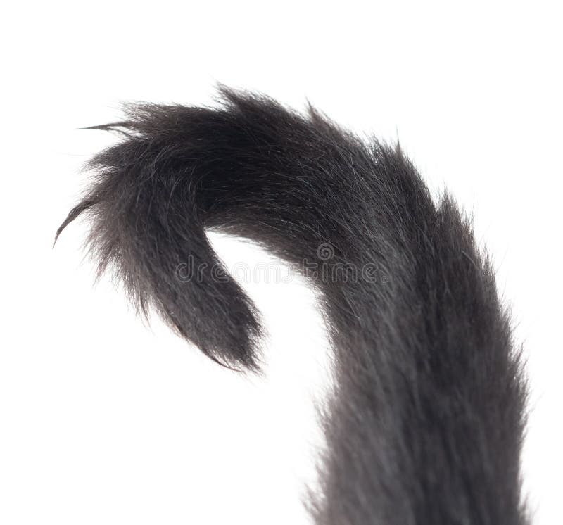 Black Cat Tail Isolated on White Stock Photo Image of texture, white