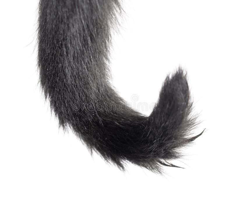 Black Cat Tail Isolated On White Stock Photo Image of part, tail