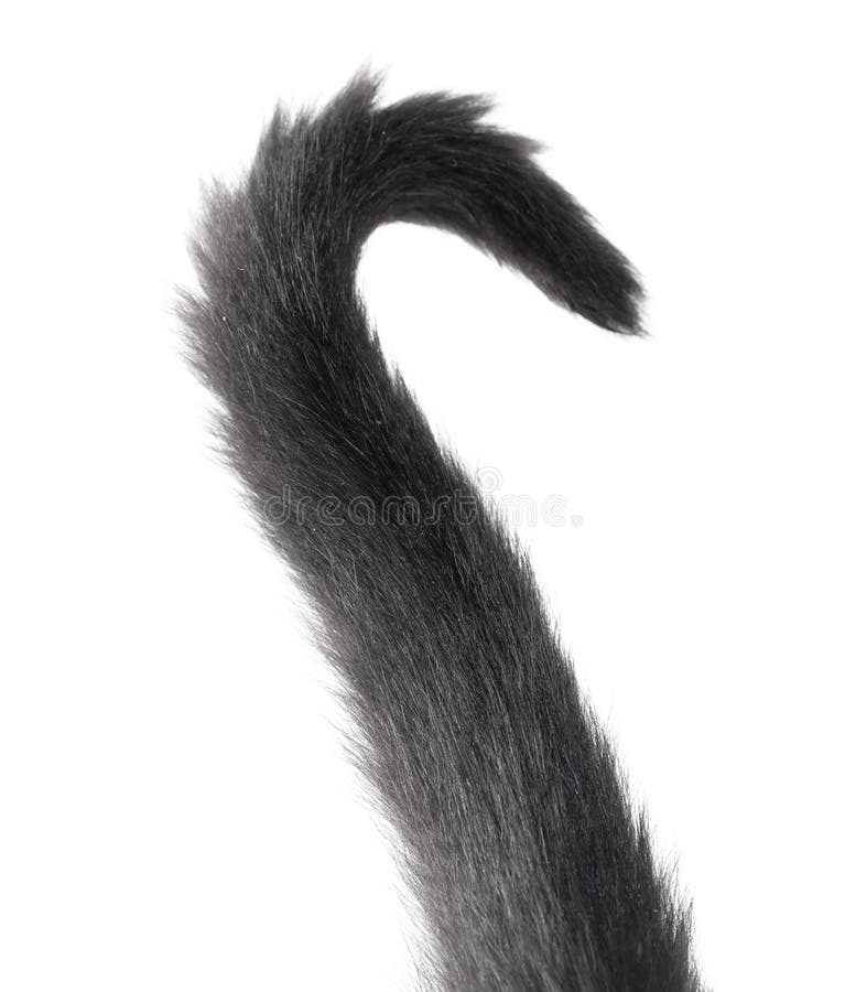 transparent cat tail