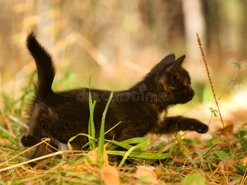 Black cat walking on autumn grass royalty free stock photo Black cat walking on autumn grass royalty free stock photo