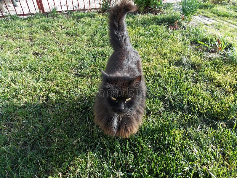 Black cat walking on green grass stock image Black cat walking on green grass stock image