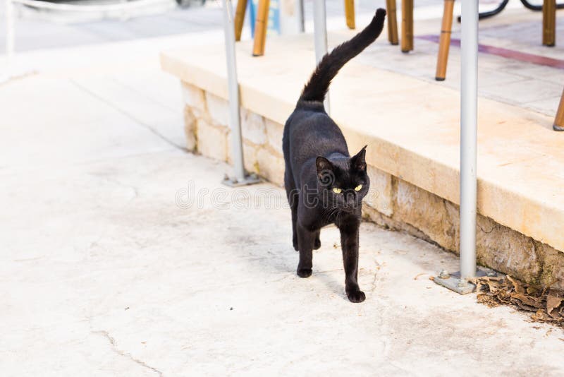 Black cat walking outdoors stock image. Image of cafe 90729985