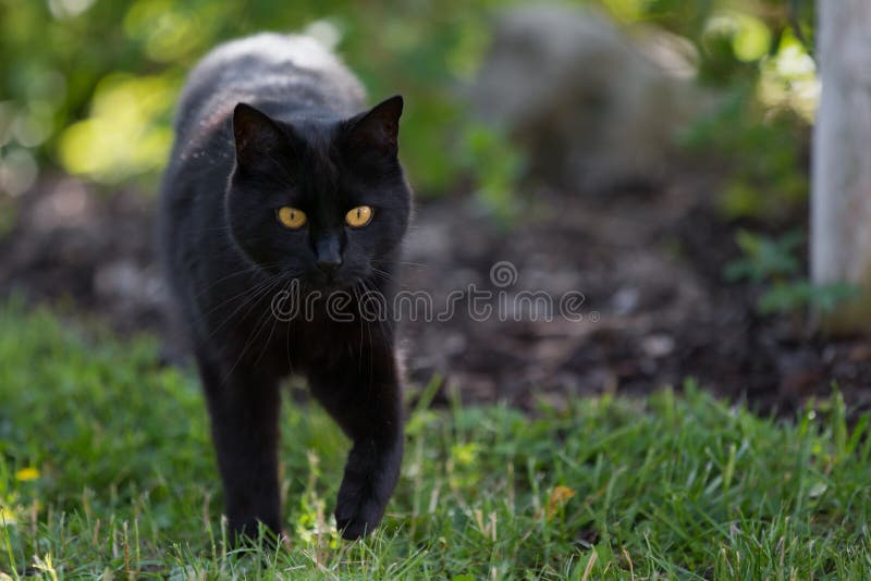 A black cat is walking throught the grass stock photos A black cat is walking throught the grass stock photos
