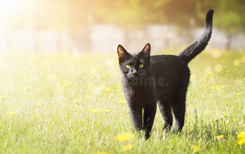 Black Cat Walking in the Yard Stock Image Image of village, meadow