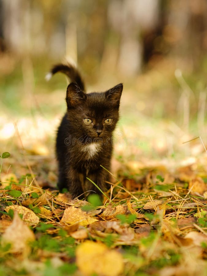 Black cat walks in the woods