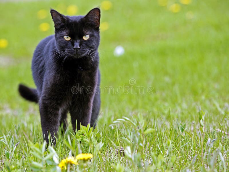 Black Cat watching