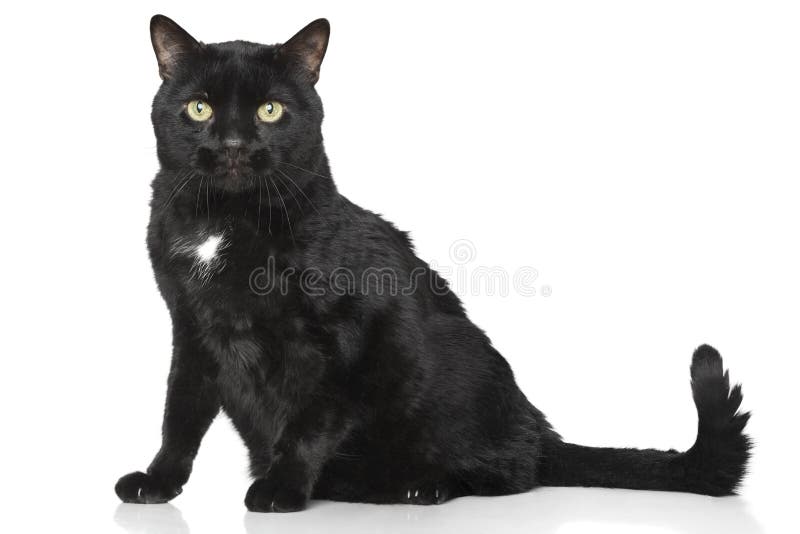 Black Cat on a White Background Stock Photo Image of expression, mongrel 13378964