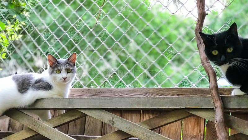 Brother cat and brother Cat, sitting on either side of the fence, heard the noise and looked back at their owner stock photography Brother cat and brother Cat, sitting on either side of the fence, heard the noise and looked back at their owner stock photography