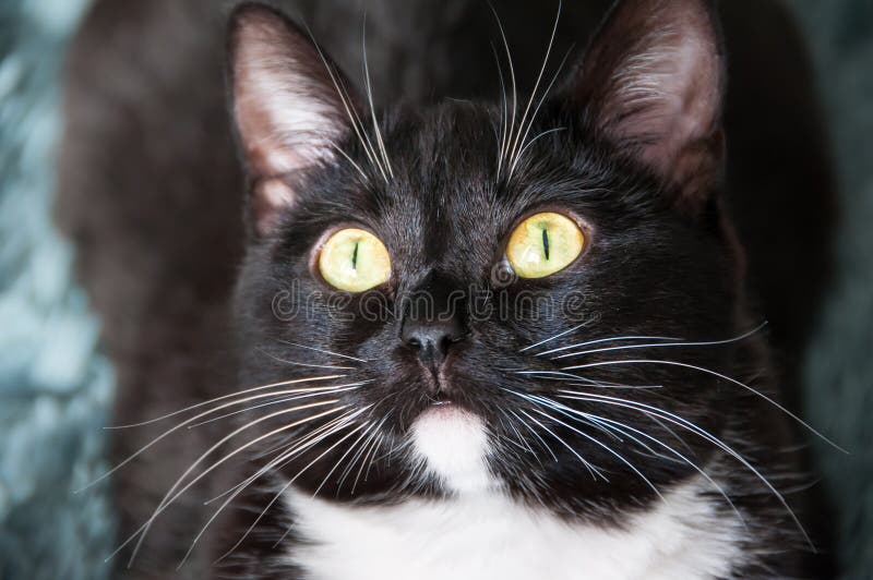 Black Cat with White Mustache and Barnyard Stock Image Image of head
