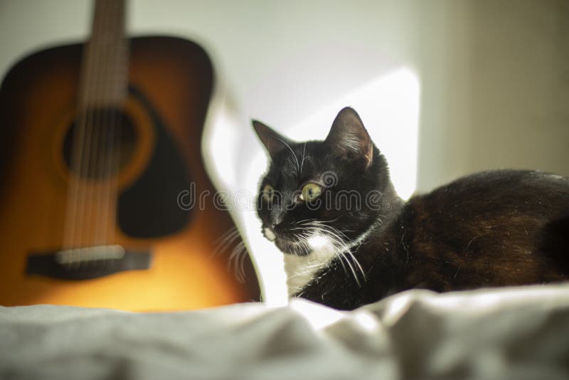Black Cat with White Speck. Cat at Home Stock Photo Image of hair