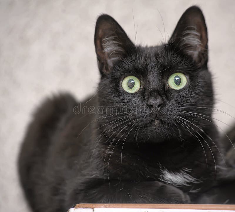 Collection 91+ Images what breed is a black cat with white patch on chest Superb