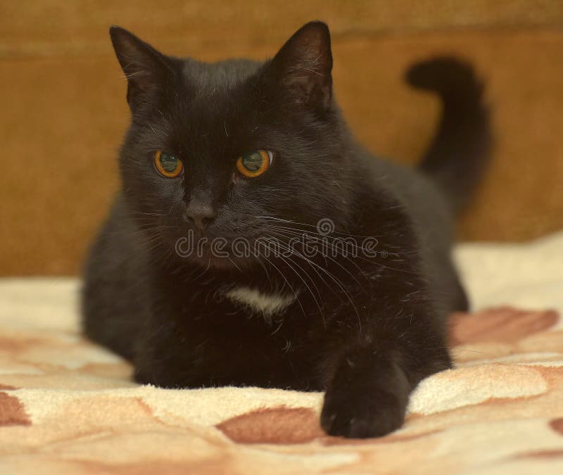 List 30+ Photos black cat with white patch on chest Full HD, 2k, 4k List 30+ Photos black cat with white patch on chest Full HD, 2k, 4k